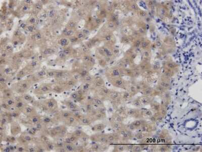 Immunohistochemistry-Paraffin: CBS Antibody (6A9) [H00000875-M06]