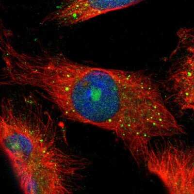 Immunocytochemistry/ Immunofluorescence: CBS Antibody [NBP1-83255]