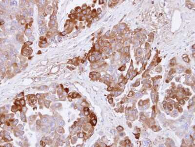 Immunohistochemistry-Paraffin: CBS Antibody [NBP1-33518]