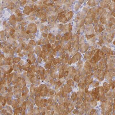 Immunohistochemistry-Paraffin: CBS Antibody [NBP1-83255]