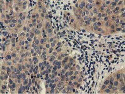 Immunohistochemistry-Paraffin: CBWD1 Antibody (OTI4D4) [NBP2-02931]