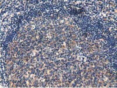 Immunohistochemistry-Paraffin: CBWD1 Antibody (OTI4D4) [NBP2-02931]
