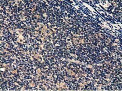 Immunohistochemistry-Paraffin: CBWD1 Antibody (OTI4D4) [NBP2-02931]