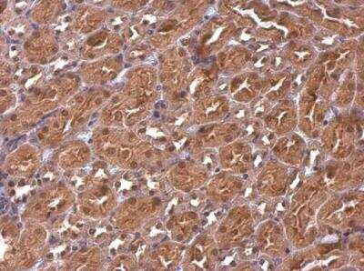 Immunohistochemistry-Paraffin: CBWD1 Antibody [NBP2-14898]
