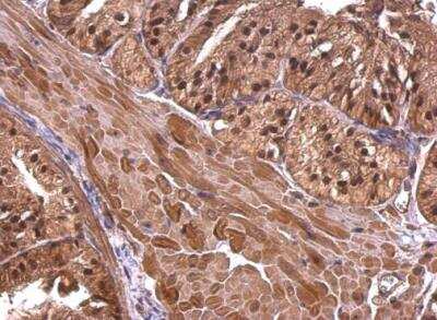Immunohistochemistry-Paraffin: CBWD1 Antibody [NBP2-14898]