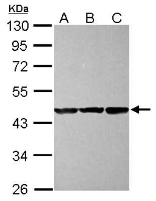 Western Blot: CBWD1 Antibody [NBP2-14898]