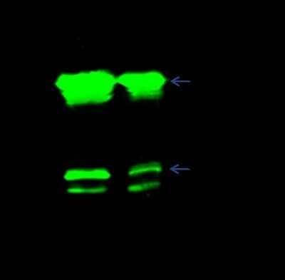 Immunoprecipitation: CBX1 Antibody [NBP2-98755]
