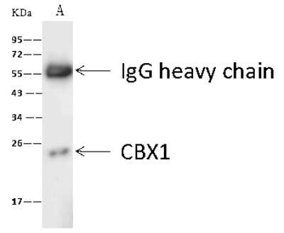 Immunoprecipitation: CBX1 Antibody [NBP2-98756]