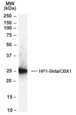 Western Blot: CBX1 Antibody [NB100-2423]