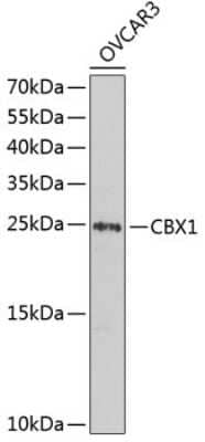 Western Blot: CBX1 AntibodyAzide and BSA Free [NBP2-92768]