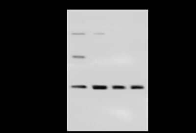 Western Blot: CBX1 Antibody [NBP2-98756]