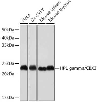 Western Blot: CBX3 Antibody (7B7Q2) [NBP3-16368]