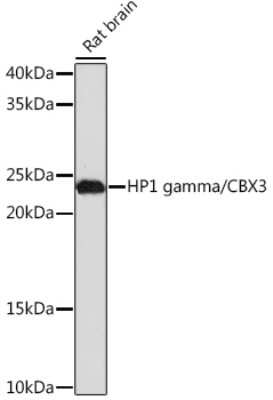 Western Blot: CBX3 Antibody (7B7Q2) [NBP3-16368]