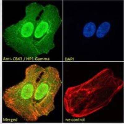 Immunocytochemistry/ Immunofluorescence: CBX3 Antibody [NB100-2418]