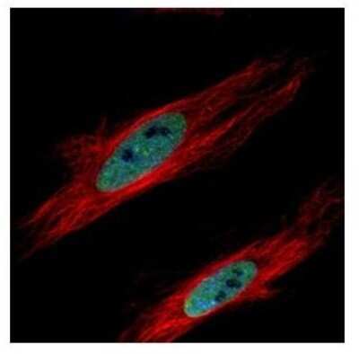Immunocytochemistry/ Immunofluorescence: CBX3 Antibody [NBP2-15736]