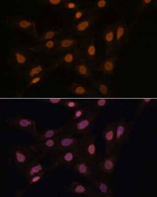 Immunocytochemistry/ Immunofluorescence: CBX3 Antibody - BSA Free [NBP2-92962]