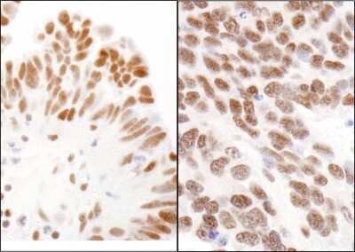 Immunohistochemistry: CBX3 Antibody [NB100-41429]