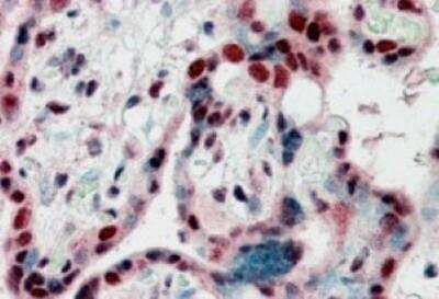 Immunohistochemistry-Paraffin: CBX3 Antibody [NB100-2418]