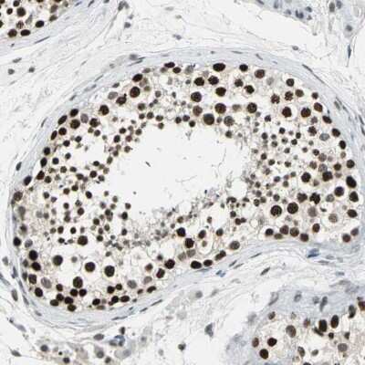 Immunohistochemistry-Paraffin: CBX3 Antibody [NBP1-83228]
