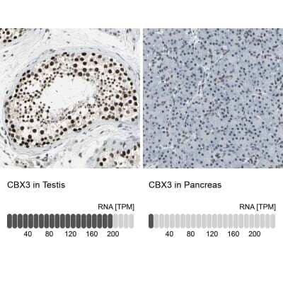 Immunohistochemistry-Paraffin: CBX3 Antibody [NBP1-83228]