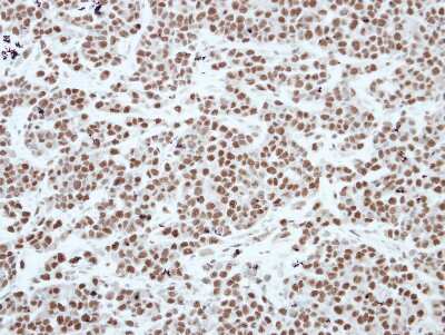 Immunohistochemistry-Paraffin: CBX3 Antibody [NBP2-15736]