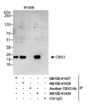 Immunoprecipitation: CBX3 Antibody [NB100-41429]