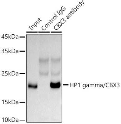 Immunoprecipitation: CBX3 Antibody - BSA Free [NBP2-92962]
