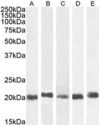 Western Blot: CBX3 Antibody [NB100-2418]