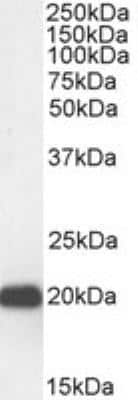 Western Blot: CBX3 Antibody [NB100-2418]