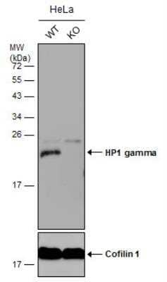 Knockout Validated: CBX3 Antibody [NBP2-15736]