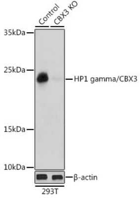 Western Blot: CBX3 AntibodyBSA Free [NBP2-92962]