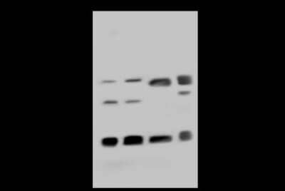 Western Blot: CBX3 Antibody [NBP2-98757]