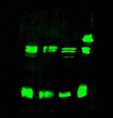 Western Blot: CBX3 Antibody [NBP2-98758]