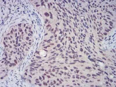 Immunohistochemistry-Paraffin: CBX4 Antibody (6C5G3) - BSA Free [NBP2-52432]