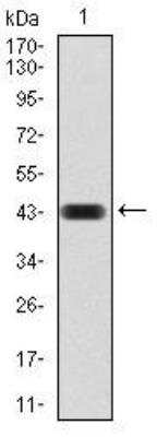 Western Blot: CBX4 Antibody (6C5G3)BSA Free [NBP2-52432]