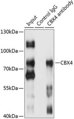 Western Blot: CBX4 AntibodyBSA Free [NBP2-92934]