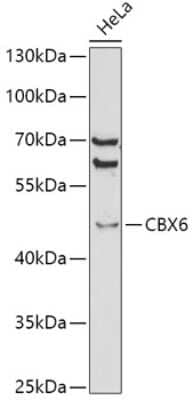 Western Blot: CBX6 AntibodyBSA Free [NBP2-92788]