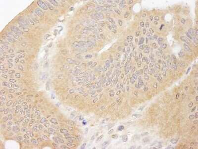 Immunohistochemistry-Paraffin: CC2D1A Antibody [NB500-255]