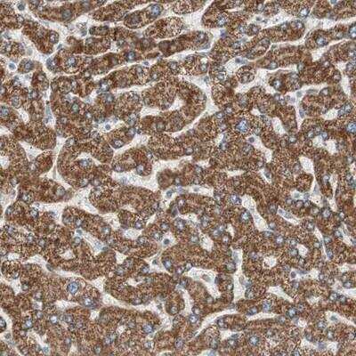 Immunohistochemistry-Paraffin: CC2D1A Antibody [NBP1-83666]