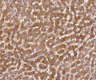 Immunohistochemistry-Paraffin: CC2D1A Antibody [NBP3-12658]