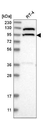 Western Blot: CC2D1B Antibody [NBP2-58794]