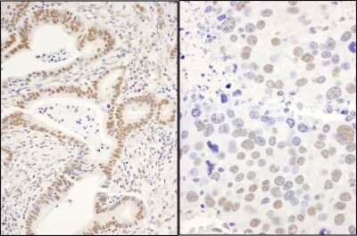 Immunohistochemistry-Paraffin: CCAR1 Antibody [NB500-186]