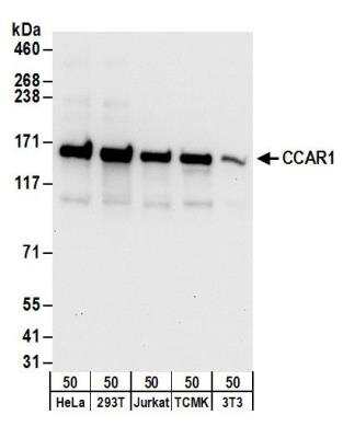 Western Blot: CCAR1 Antibody [NB500-186]