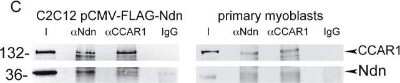 Western Blot: CCAR1 Antibody [NB500-186]