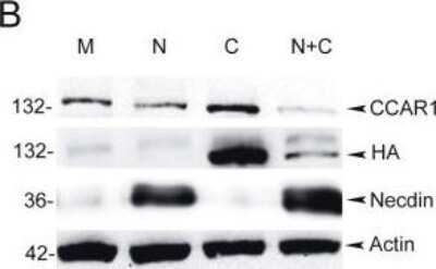 Western Blot: CCAR1 Antibody [NB500-186]