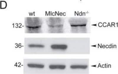 Western Blot: CCAR1 Antibody [NB500-186]