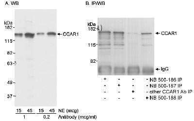 Western Blot: CCAR1 Antibody [NB500-188]