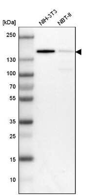 Western Blot: CCAR1 Antibody [NBP1-86626]