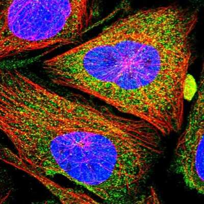 Immunocytochemistry/ Immunofluorescence: CCBE1 Antibody [NBP1-83545]