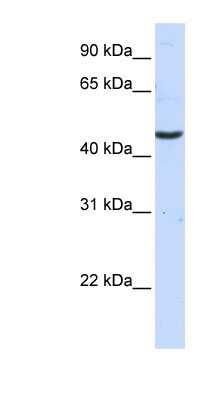 Western Blot: CCBL2 Antibody [NBP1-57482]